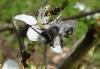 Andrena cineraria